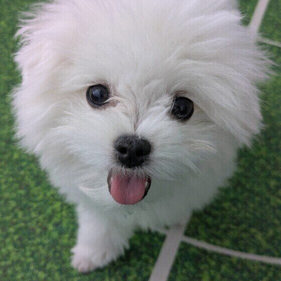 にっこり笑顔の小型犬