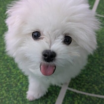 寝る位置で飼い主さんへの気持ちがわかるってホント？　犬にまつわるウソ・ホントについて専門家が解説！