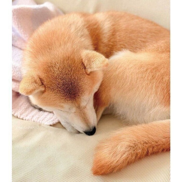 ソファの上で丸くなるももちゃん