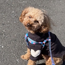 犬の知能は人だと何才くらい？　犬の能力を解説！