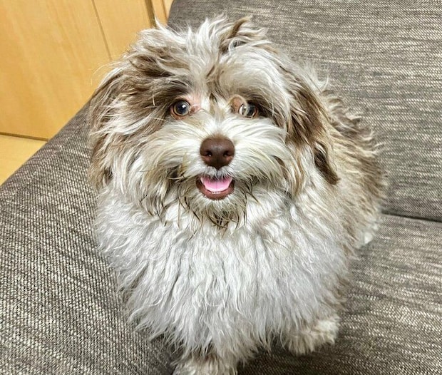 生後7カ月になったちょこまるくん