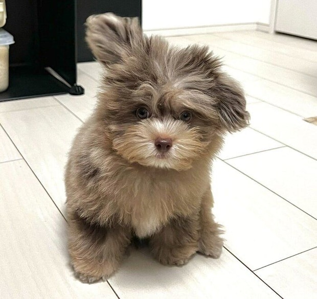 生後3カ月になった日に撮影したちょこまるくん