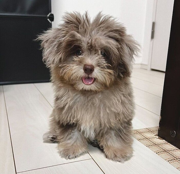 生後3カ月のころに撮影したちょこまるくん