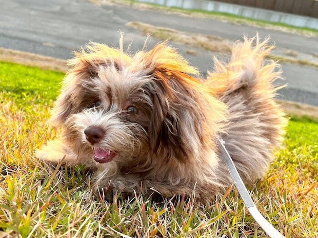 散歩をするちょこまるくん