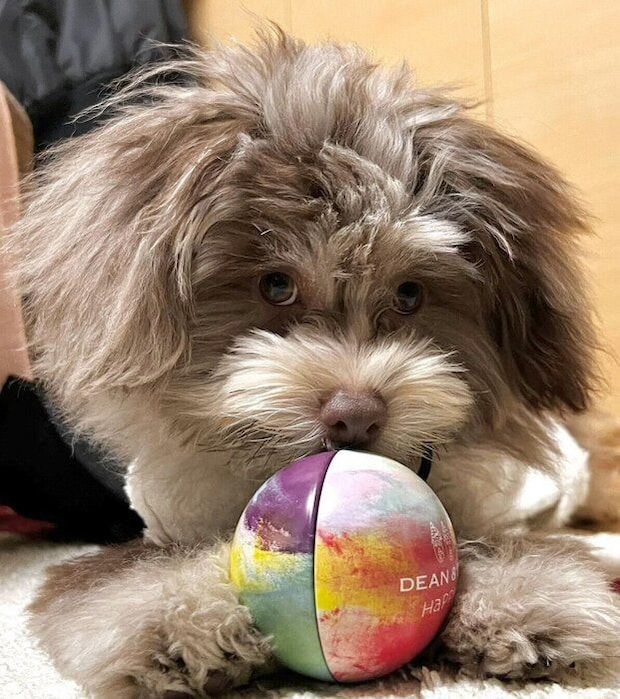 遊ぶちょこまるくん