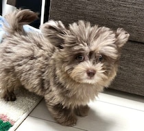 立ち耳だったあどけない子犬→2カ月で完全な垂れ耳に！　短期間での愛らしい変化にびっくり