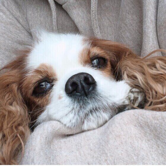 飼い主さんのお膝の上でまったり中