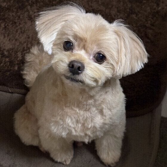 首をかしげるワンちゃん