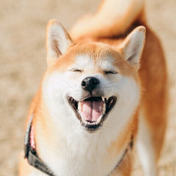 笑顔の柴犬 いぬのきもち