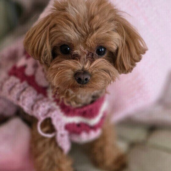 マテをしてるミックス犬