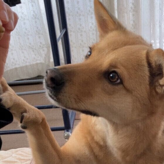 おやつが欲しくて圧をかけるミック犬