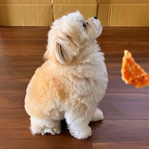 犬が見えている世界は何色？犬にまつわる疑問を専門家が解説