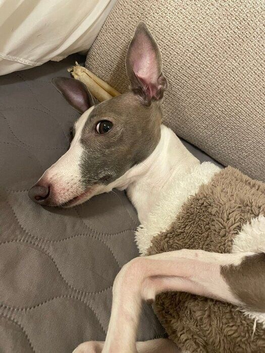 耳を立てている様子の犬