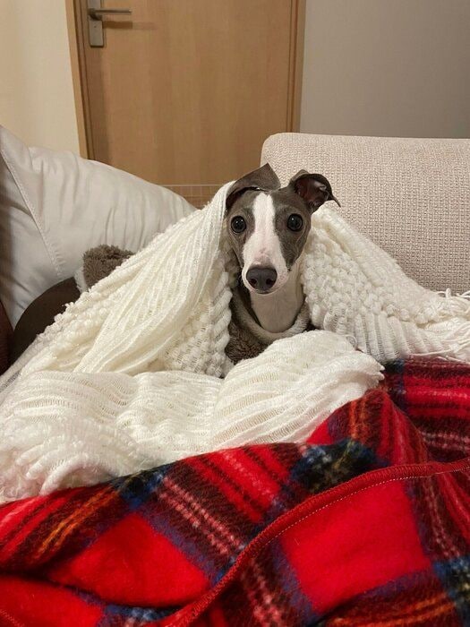 毛布にもぐる犬