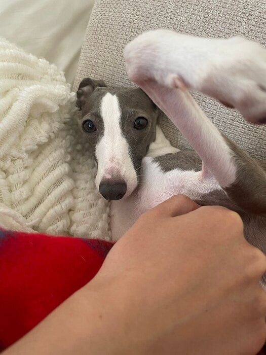 飼い主さんに撫でられている犬