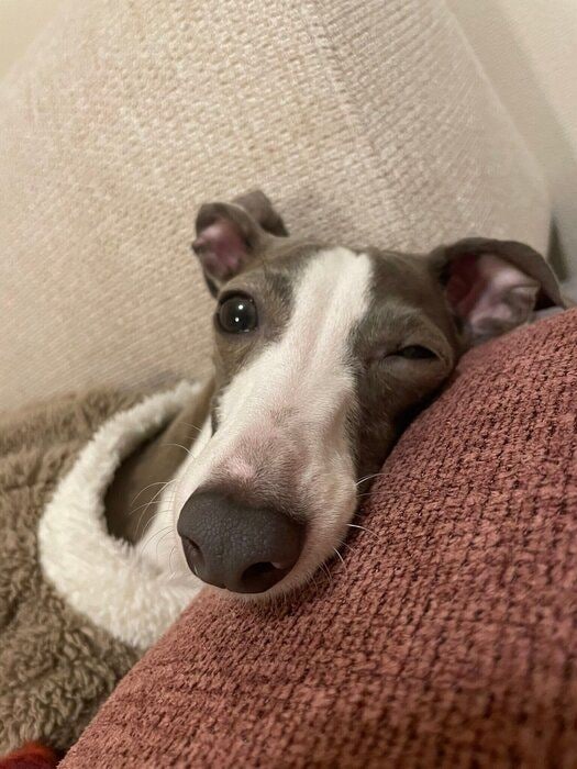 くつろいでいる様子の犬