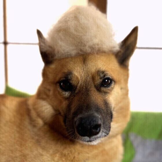 犬の換毛期がずれる理由 まだ寒いのに犬の換毛期が始まったときの寒さ対策は? いぬのきもち