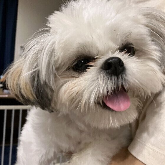 だっこをしてもらって嬉しそうなシー・ズー