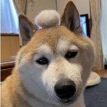 犬の換毛期がずれる理由 まだ寒いのに犬の換毛期が始まったときの寒さ対策は？