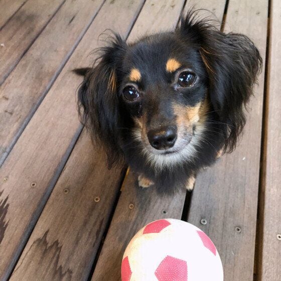 ボール投げて♪のアピール中