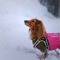 冬は犬が太りやすい？　冬太りの理由と運動不足を解消するためにできることを解説