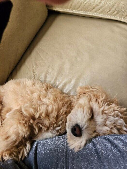 心地よさそうに眠るきぬくん リラックスした様子がかわいらしい