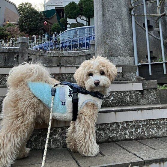 イタズラをすることもあるというきぬくん 飼い主さんは「まだまだ遊びたい盛りなんだな」と感じているそう