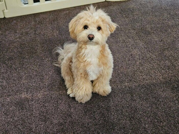 シャンプーをしてもらってフワフワになったきぬくん かわいすぎる