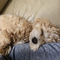 飼い主の足にぴったりくっついて寝る子犬がSNSで話題→1才になった現在もまだまだ子犬みたいで手を焼いている！？