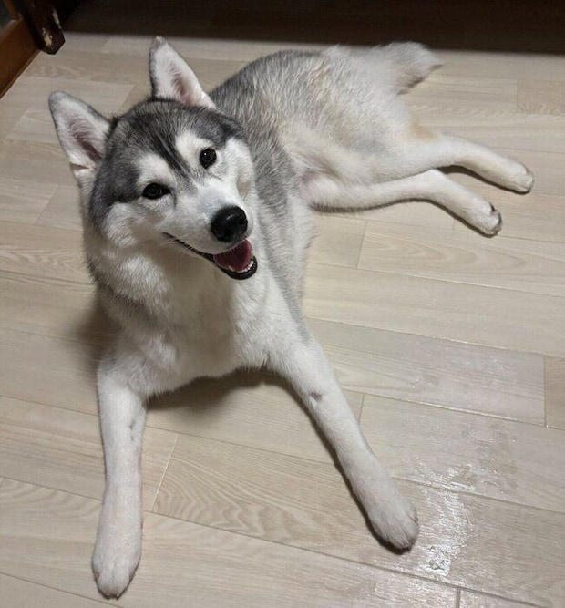 ニコニコなムギちゃん