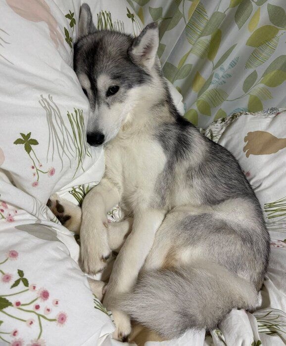 ふかふかのお布団でまったりするムギちゃん