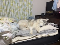 飼い主のベッドのど真ん中を陣取るハスキー　枕を完璧に使いこなして熟睡する姿にほっこり