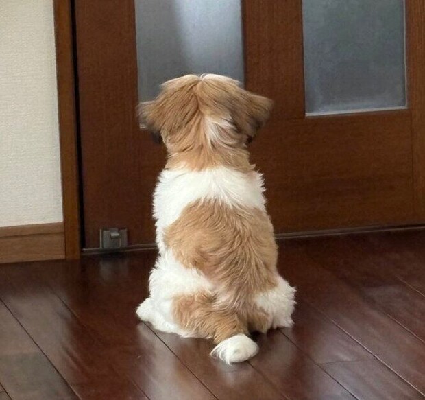 ドアの前で待つはんぺんくん