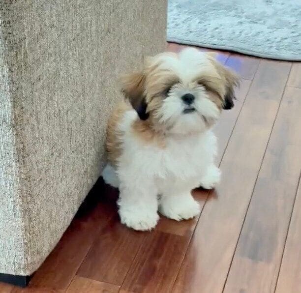 見つめるはんぺんくん