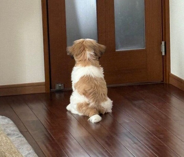 ドアの前で待つはんぺんくん