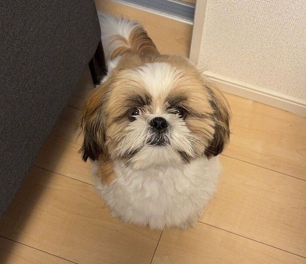 生後9カ月ごろのはんぺんくん