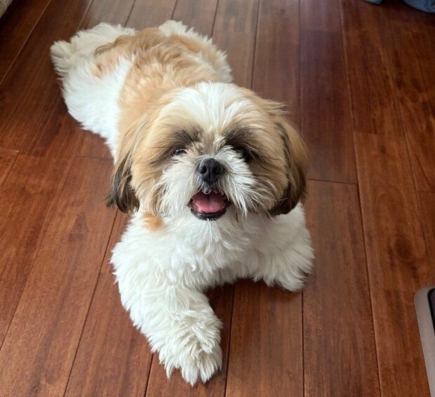 見つめるはんぺんくん