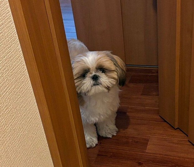 のぞいているはんぺんくん