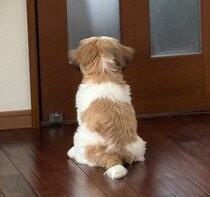 玄関の鍵が開く音を聞きつけてオスワリ！　家族を待つシー・ズーの健気な行動からわかる心理｜獣医師解説