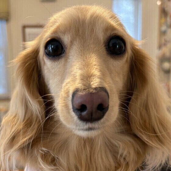 ドアップ! カメラ目線のミニチュア・ダックスフンド