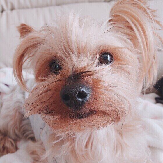 可愛い表情のヨークシャー・テリア