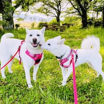 犬は鳴き声を使い分けている？  犬が人によって鳴き声を変える理由と心理