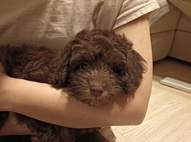 お迎え当時の犬