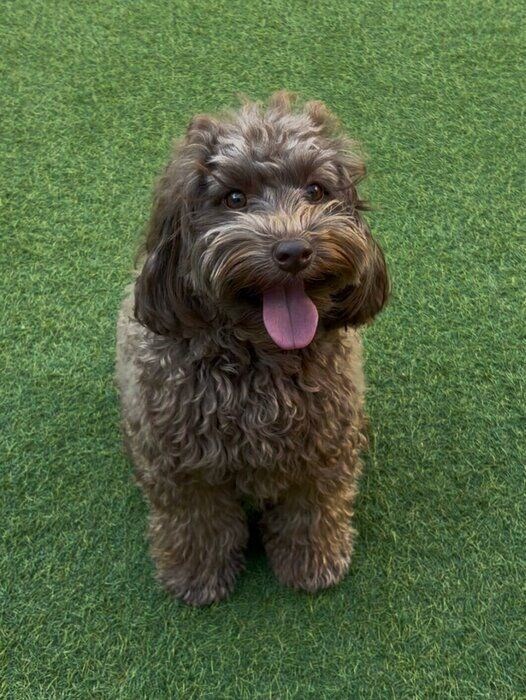 初めてのドッグランを楽しむ様子の犬