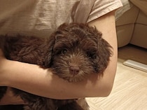 無邪気で活発な子犬→約1年後、遊びたがりの子犬たちを相手に上手に遊ぶ「素直で一生懸命なコ」に成長！