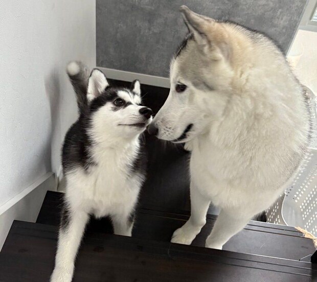 ごまちゃんをお迎えした翌日の光景