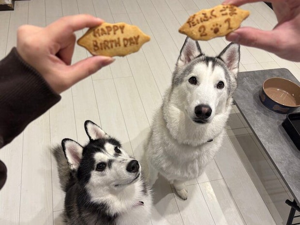 誕生日を祝ってもらうごまちゃん、だいふくくん