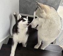 お迎え翌日にぎこちない対面をしたハスキー子犬→1才の今、先住犬の隣で寝る“お兄ちゃん大好き”なコに成長