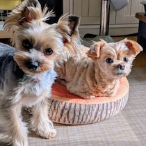 シニア犬が昼間ずっと寝ているけど大丈夫？　老犬に多い日中の行動と気をつけたいポイントを解説