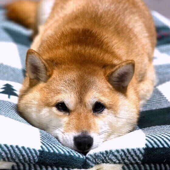 カメラ目線のワンちゃん